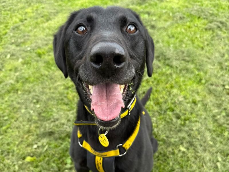 Xander | Retriever (Labrador) Cross | West Calder (Edinburgh) - 1