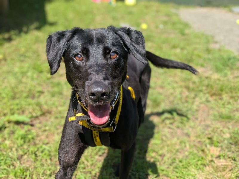 Xander | Retriever (Labrador) Cross | West Calder (Edinburgh) - 6