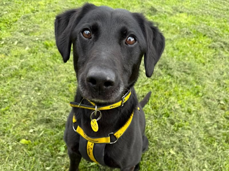 Xander | Retriever (Labrador) Cross | West Calder (Edinburgh) - 3