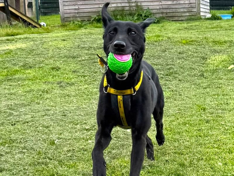 Xander | Retriever (Labrador) Cross | West Calder (Edinburgh) - 5