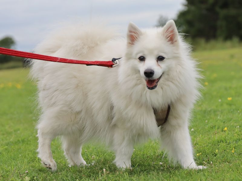 Yuki | Japanese Spitz | Leeds - 1