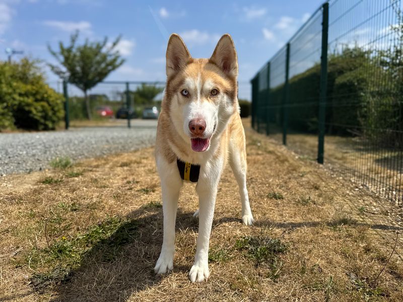 Mac | Siberian Husky | Basildon (Essex) - 2