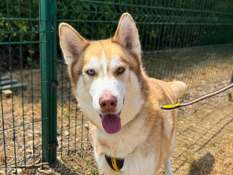 Mac | Siberian Husky | Basildon (Essex) - 3
