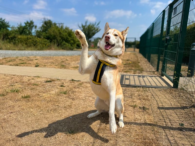 Mac | Siberian Husky | Basildon (Essex) - 4