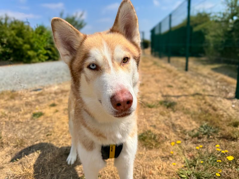 Mac | Siberian Husky | Basildon (Essex) - 5
