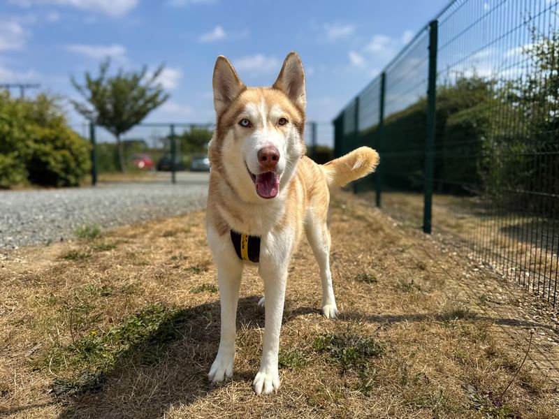 Mac | Siberian Husky | Basildon (Essex) - 1