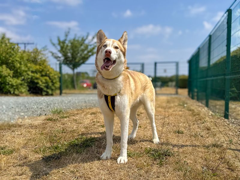 Mac | Siberian Husky | Basildon (Essex) - 6