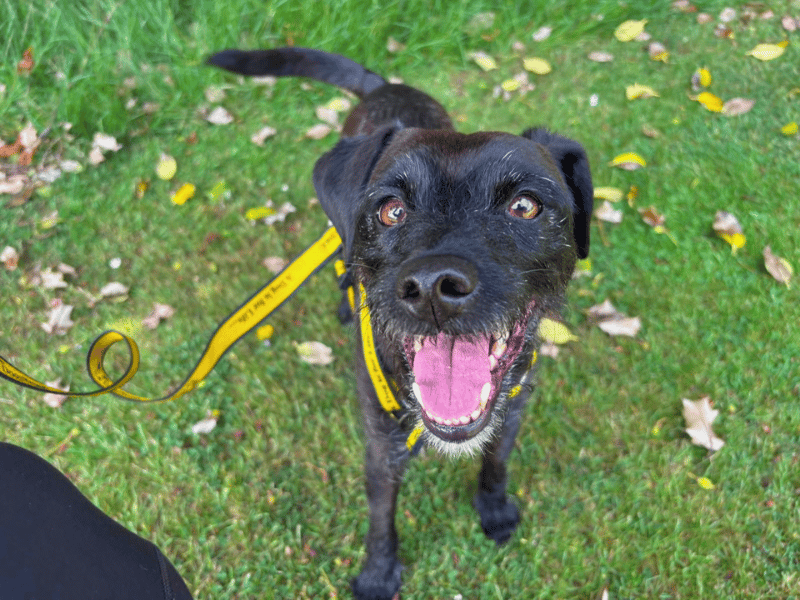 undefined | Terrier (Border) Cross | undefined - 5