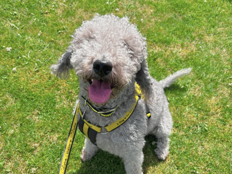 undefined | Terrier (Bedlington) | undefined - 1