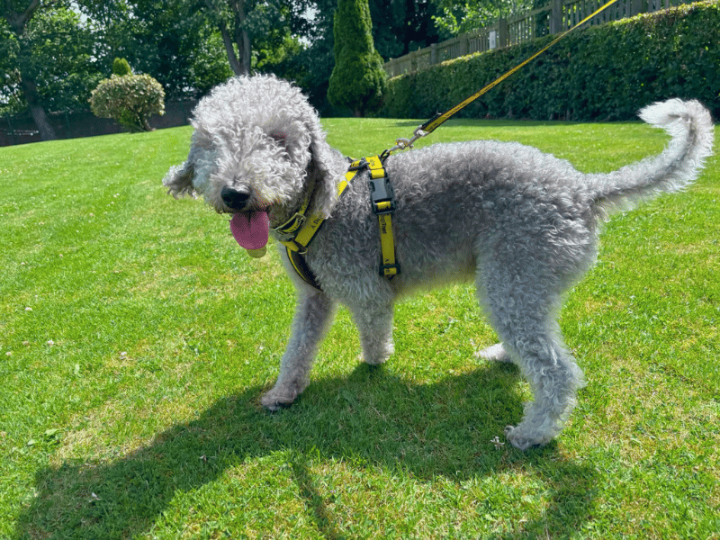 undefined | Terrier (Bedlington) | undefined - 4
