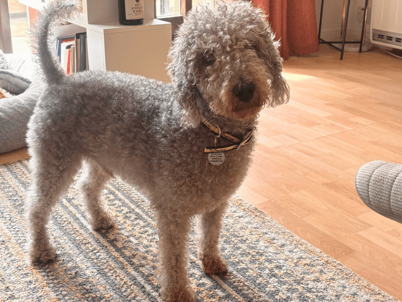 undefined | Terrier (Bedlington) | undefined - 5