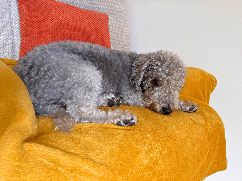 undefined | Terrier (Bedlington) | undefined - 2