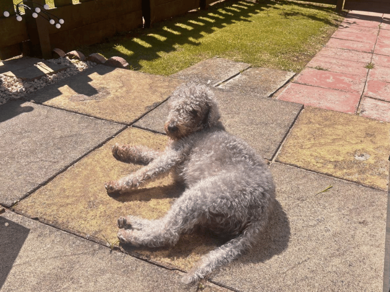 undefined | Terrier (Bedlington) | undefined - 3