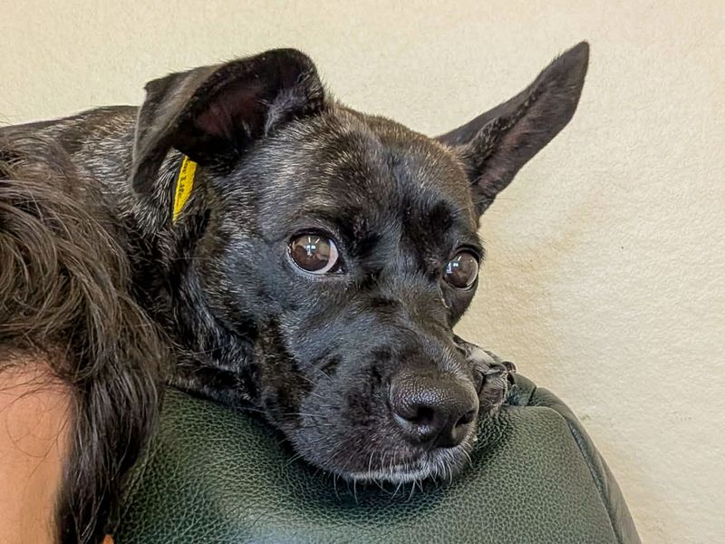 French Bulldog Dogs And Puppies For Adoption