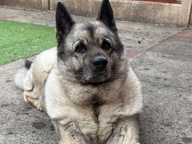 Luna | Norwegian Elkhound | Manchester - 1