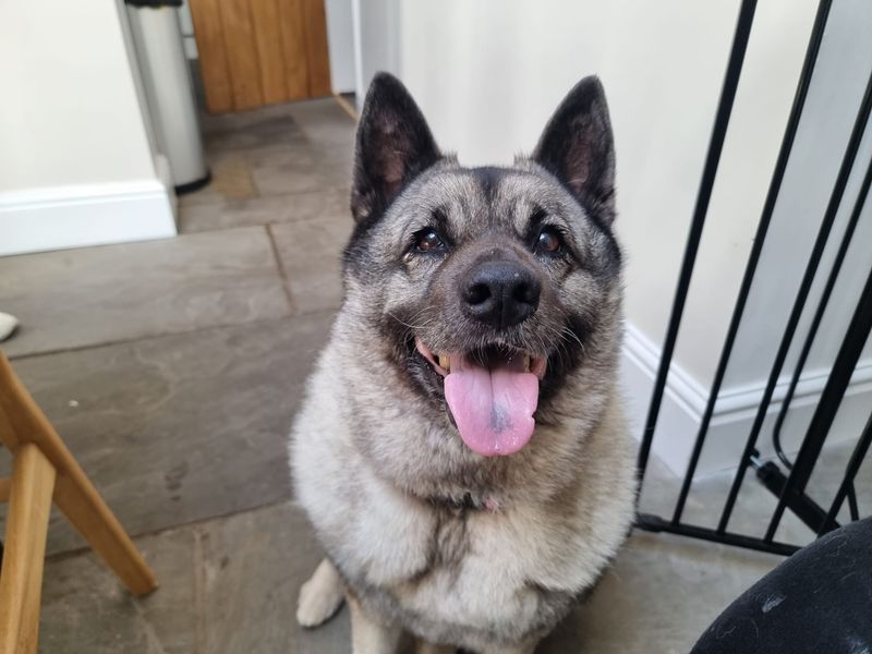 Luna | Norwegian Elkhound | Manchester - 2