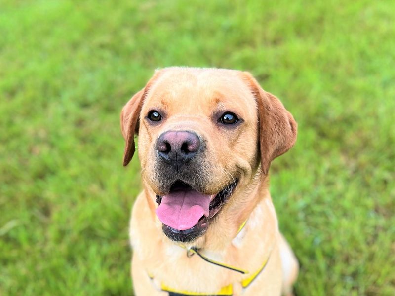 undefined | Retriever (Labrador) | undefined - 1