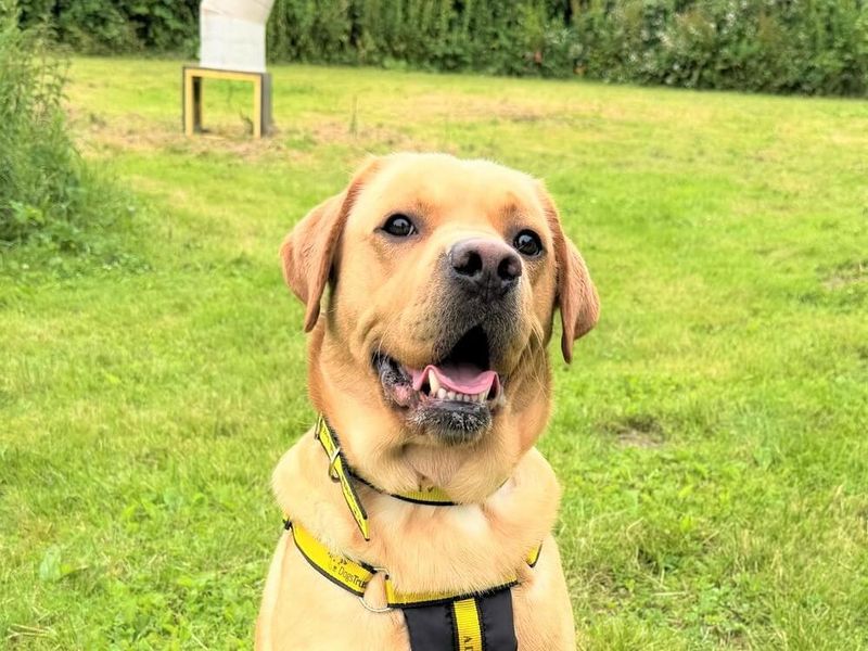 undefined | Retriever (Labrador) | undefined - 3