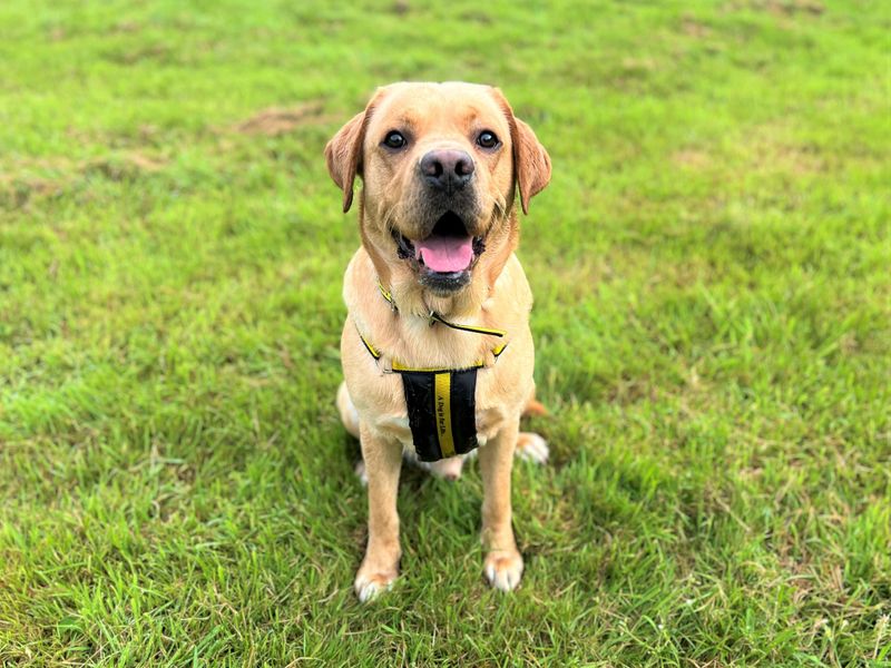 undefined | Retriever (Labrador) | undefined - 2