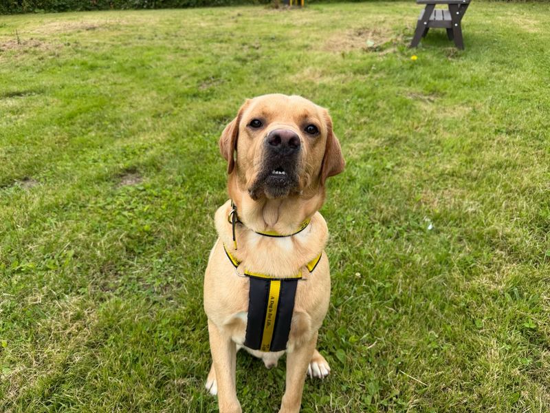 undefined | Retriever (Labrador) | undefined - 6