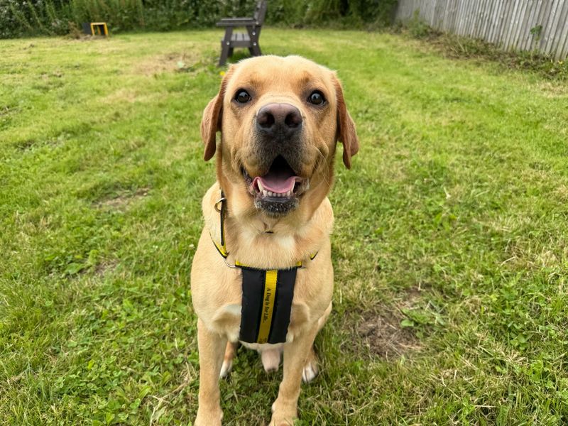 undefined | Retriever (Labrador) | undefined - 5