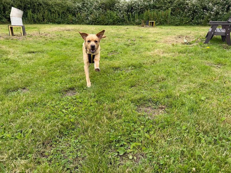 undefined | Retriever (Labrador) | undefined - 4