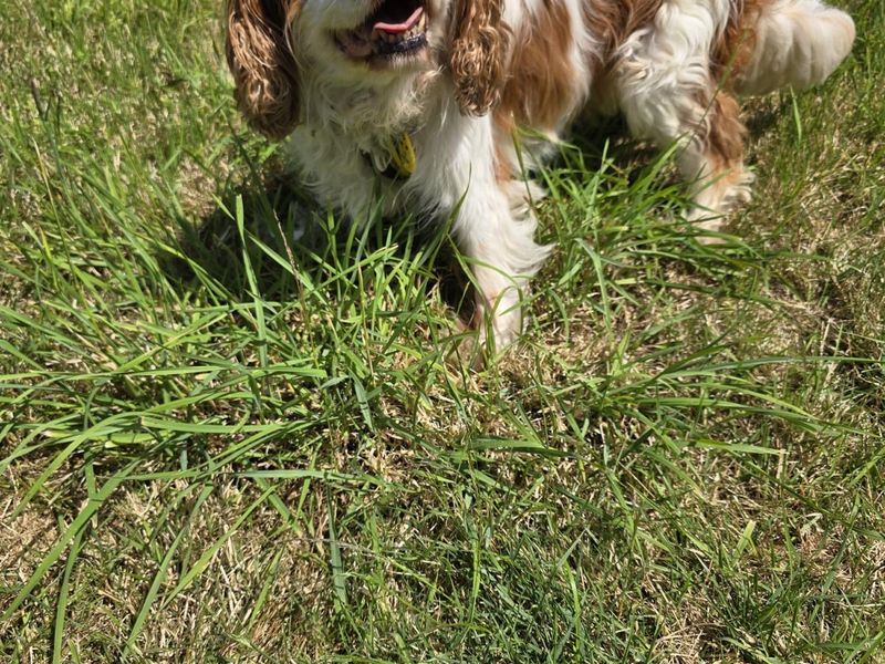 Bella | Spaniel (Cavalier King Charles) | Loughborough - 2