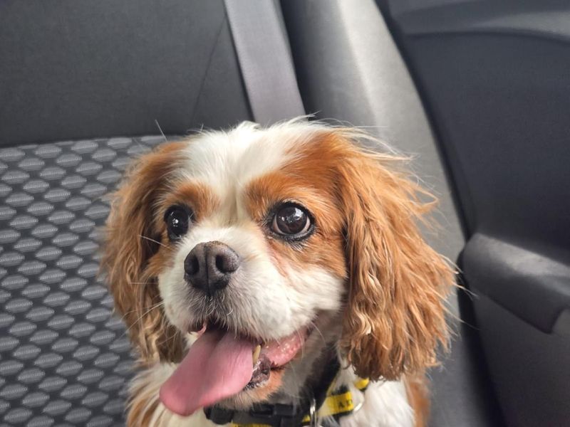 Bella