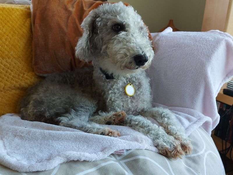 undefined | Terrier (Bedlington) | undefined - 1