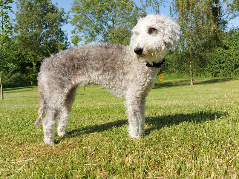 undefined | Terrier (Bedlington) | undefined - 2