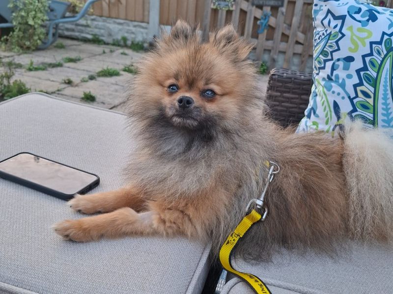 Ronaldo | Pomeranian | Shrewsbury (Shropshire) - 1