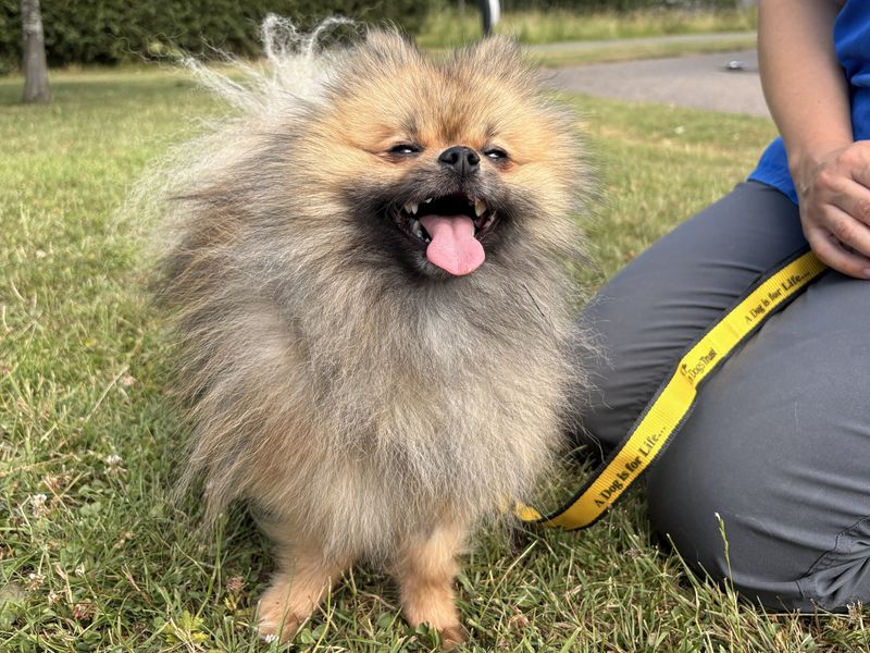 Ronaldo | Pomeranian | Shrewsbury (Shropshire) - 2