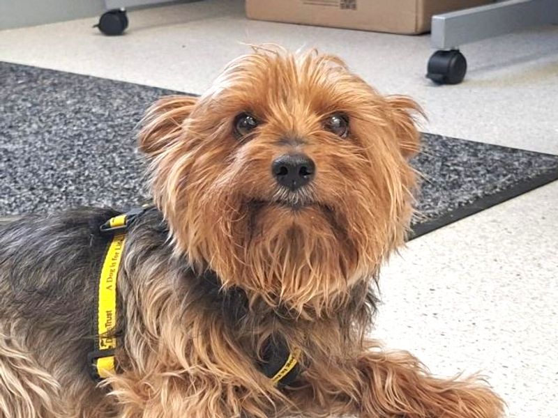 Angel | Terrier (Yorkshire) | Ballymena (Northern Ireland) - 2