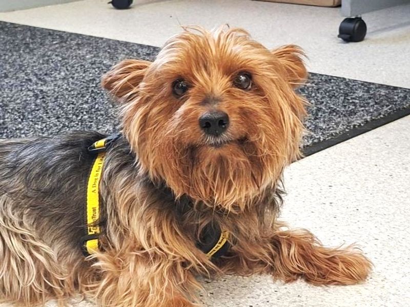 Angel | Terrier (Yorkshire) | Ballymena (Northern Ireland) - 1