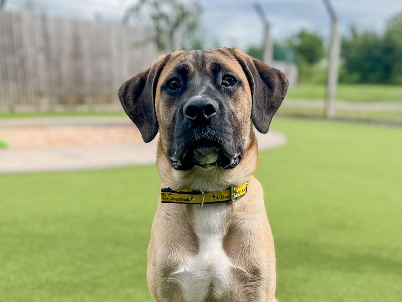 Butterscotch | Crossbreed | Evesham (Worcestershire) - 2