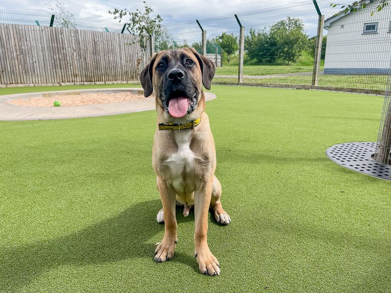 Butterscotch | Crossbreed | Evesham (Worcestershire) - 1