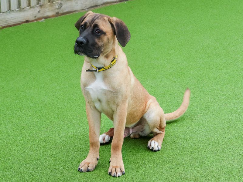 Butterscotch | Crossbreed | Evesham (Worcestershire) - 7