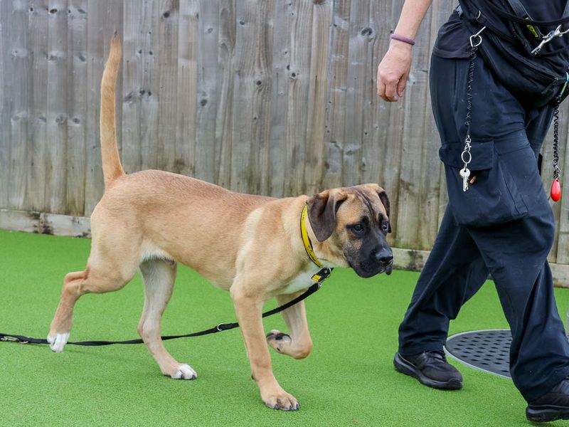 Butterscotch | Crossbreed | Evesham (Worcestershire) - 6