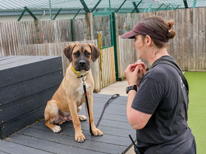 Butterscotch | Crossbreed | Evesham (Worcestershire) - 4
