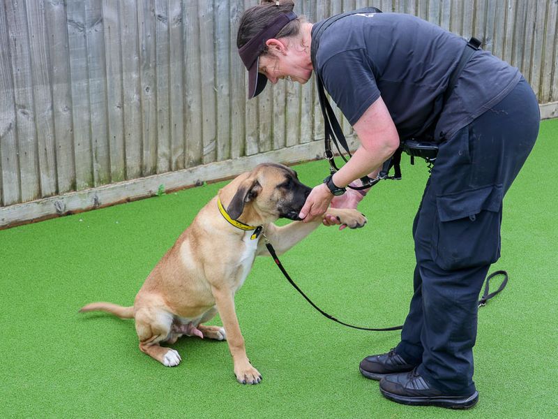 Butterscotch | Crossbreed | Evesham (Worcestershire) - 5
