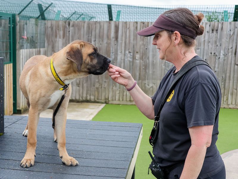 Butterscotch | Crossbreed | Evesham (Worcestershire) - 3