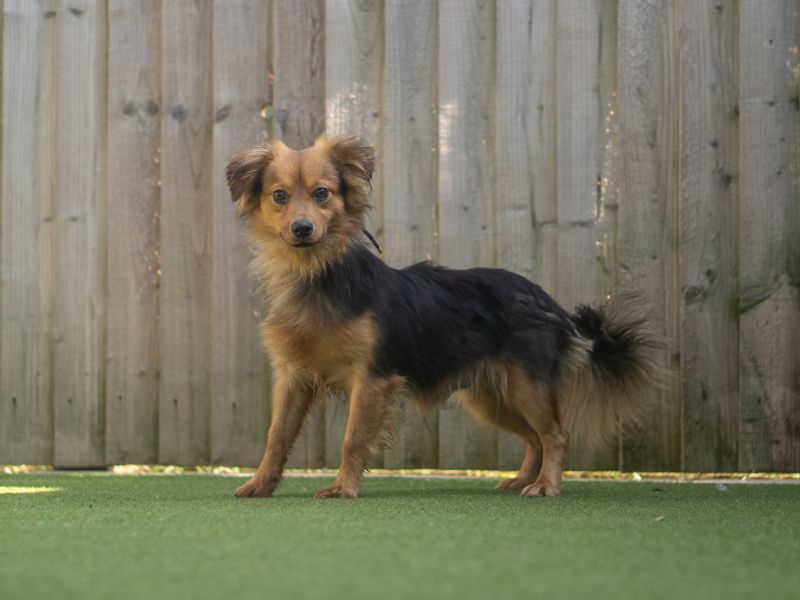 Clifford | Crossbreed | Kenilworth (West Midlands) - 2