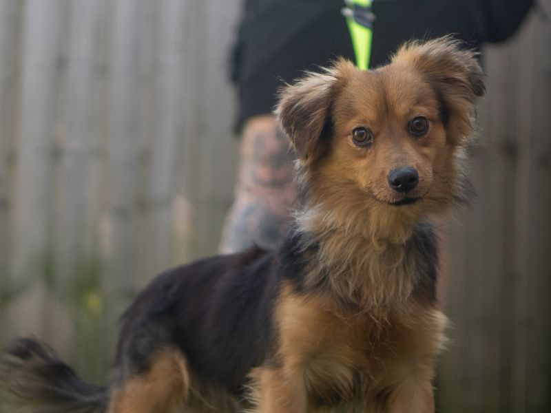 Clifford | Crossbreed | Kenilworth (West Midlands) - 1