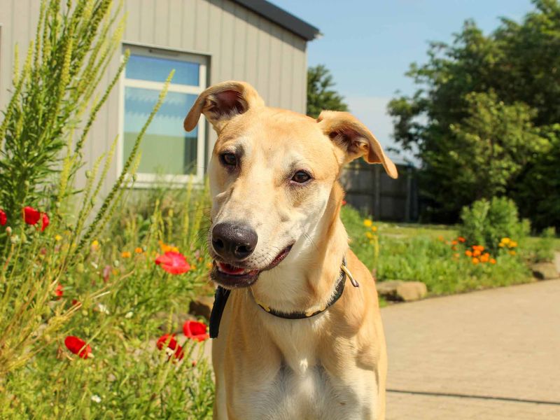 undefined | Lurcher | undefined - 1
