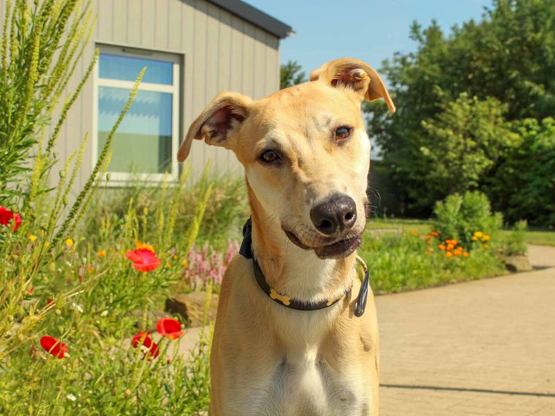 undefined | Lurcher | undefined - 2