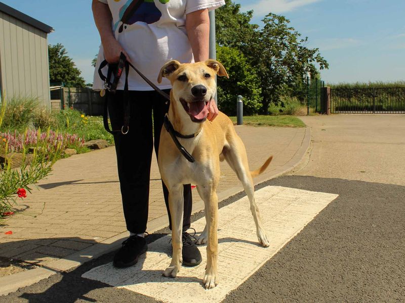 undefined | Lurcher | undefined - 3