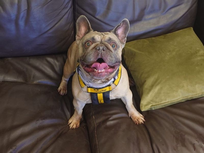 Balou | French Bulldog | Harefield West London - 2