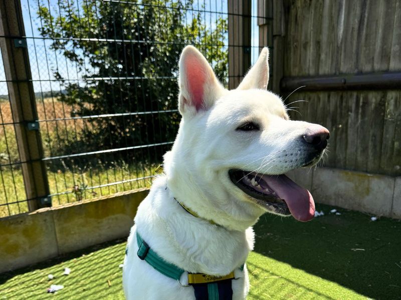 Marshmallow Fluff | Akita Cross | Salisbury (Wiltshire) - 12