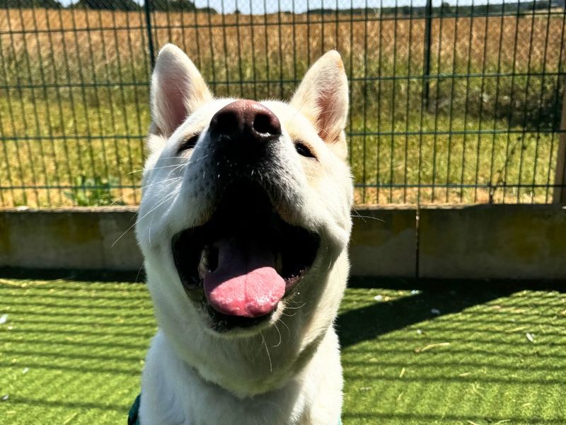 Marshmallow Fluff | Akita Cross | Salisbury (Wiltshire) - 14