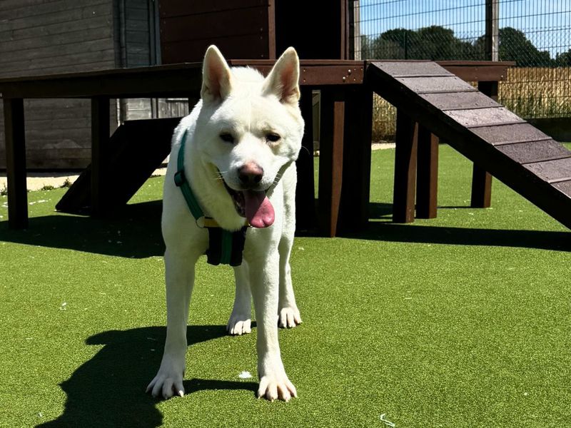 Marshmallow Fluff | Akita Cross | Salisbury (Wiltshire) - 2